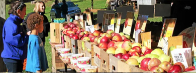 Photo of apples at the Hay Creek Apple Festival